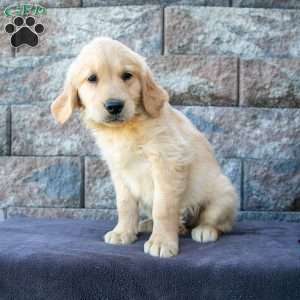 Mitch, Golden Retriever Puppy